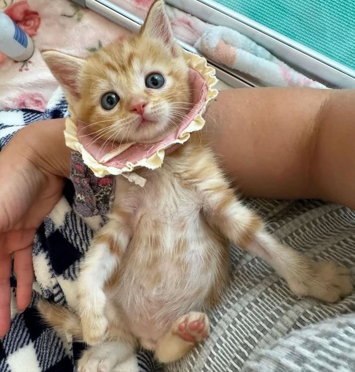 kitten cone finn